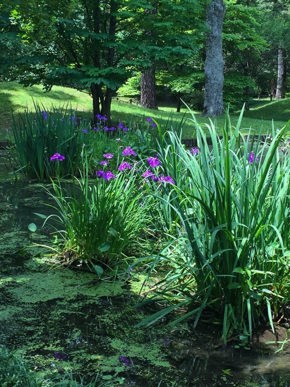 Japanese Gardens at Maymont in Richmond, VA - virginiasweeptea.com