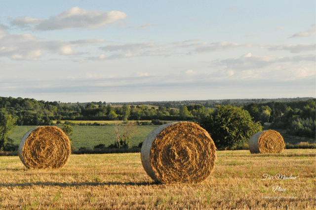 Bales of Hay in a Farm Field