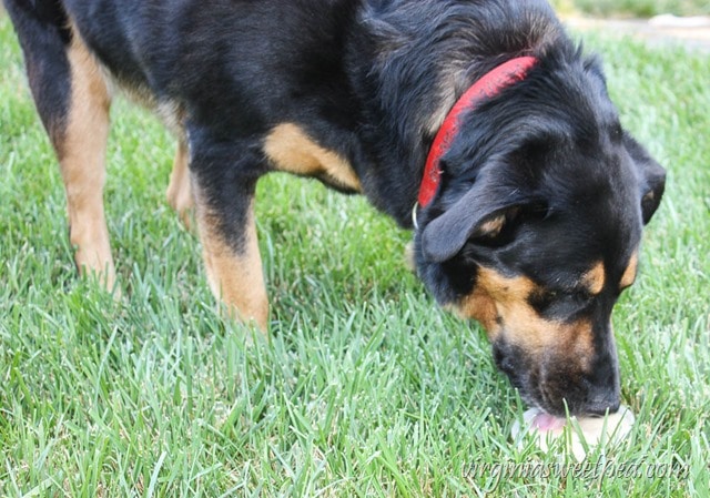 How to Make Frozen Dog Treats - Copycat Frosty Paws! virginiasweetpea.com