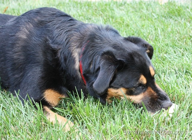 How to Make Frozen Dog Treats - Copycat Frosty Paws! virginiasweetpea.com