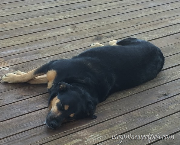 Sherman Skulina tired after a day of fun at Smith Mountain Lake