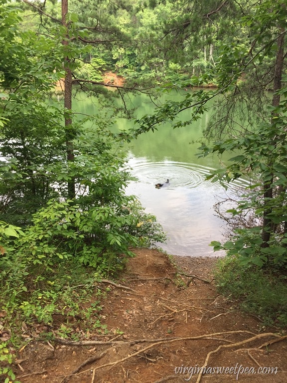 Sherman Skulina Swims at Smith Mountain Lake State Park