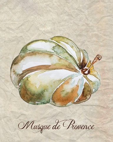 Musque_de_Provence_Watercolor_Pumpkin_1024x