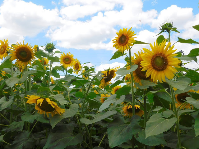 A Visit to a Sunflower Farm