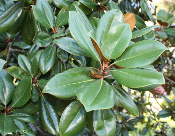 Southern Magnolia in Lynchburg, VA