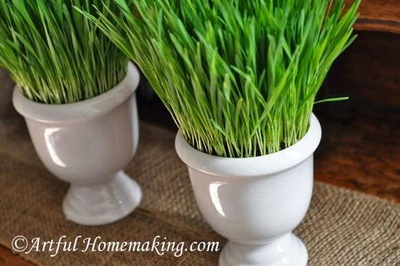 How to Grow Wheatgrass for Decoration - Best of the Weekend Feature for March 16, 2018