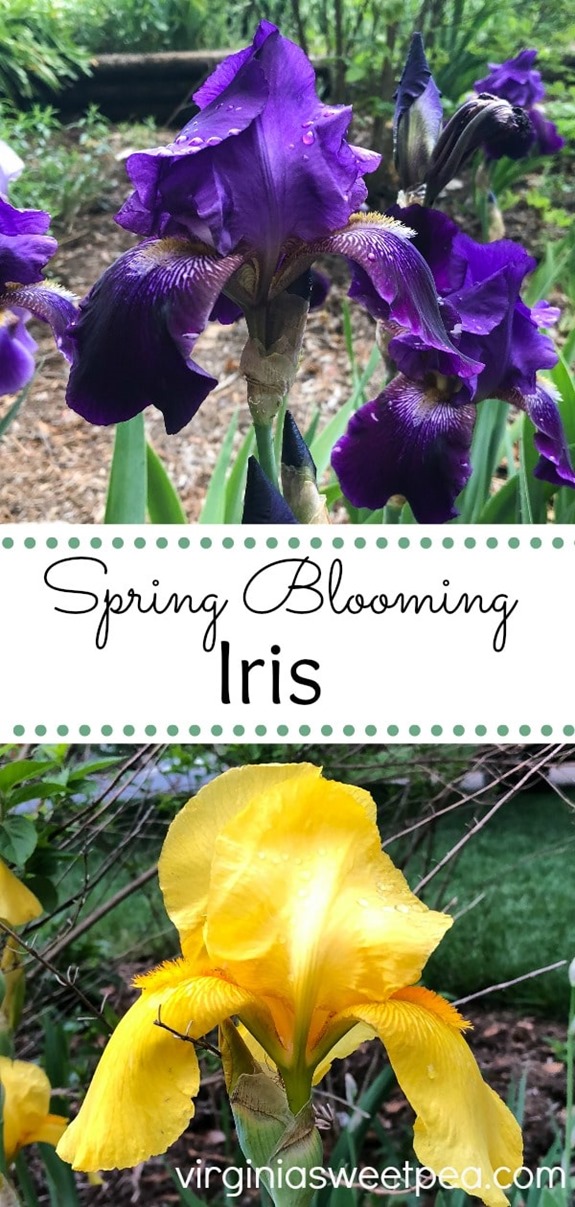 Spring Blooming Iris - See beautiful Iris in bloom in a Virginia garden. #iris #flowers #springflowers