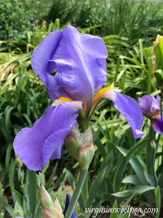 Purple Iris in bloom in a Virginia garden. #Iris #springflowers #flowers