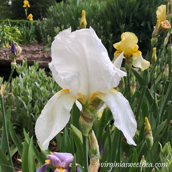 Spring Blooming Iris - See beautiful Iris in bloom in a Virginia garden. #iris #flowers #springflowers