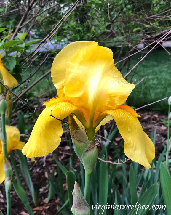 Yellow Iris in bloom in a Virginia garden. #Iris #springflowers #flowers