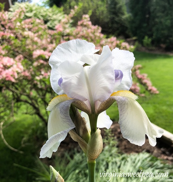 White and Purple Iris in bloom in a Virginia garden. #Iris #springflowers #flowers