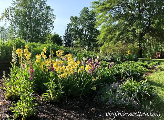 Purple Iris and Foxgloves in bloom in a Virginia garden. #Iris #springflowers #flowers