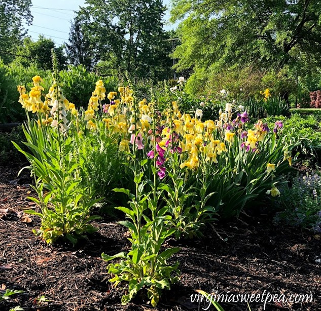 Purple Iris and Foxgloves in bloom in a Virginia garden. #Iris #springflowers #flowers