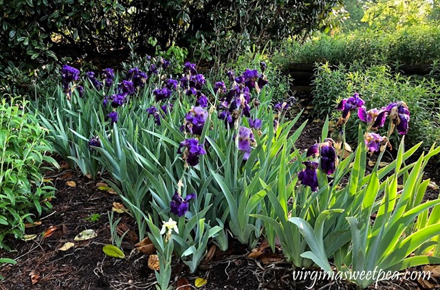 Purple Iris in bloom in a Virginia garden. #Iris #springflowers #flowers