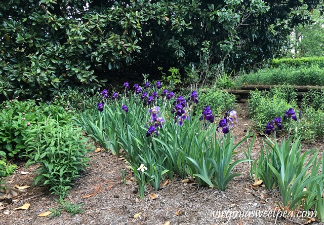 Purple Iris in bloom in a Virginia garden. #Iris #springflowers #flowers