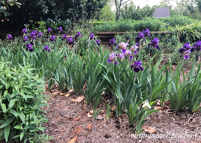 Purple Iris in bloom in a Virginia garden. #Iris #springflowers #flowers