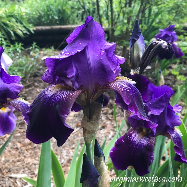 My Iris this Spring