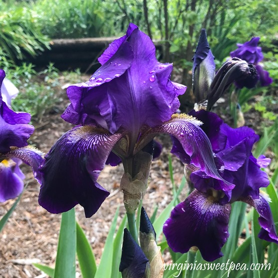 Purple Iris in bloom in a Virginia garden. #Iris #springflowers #flowers
