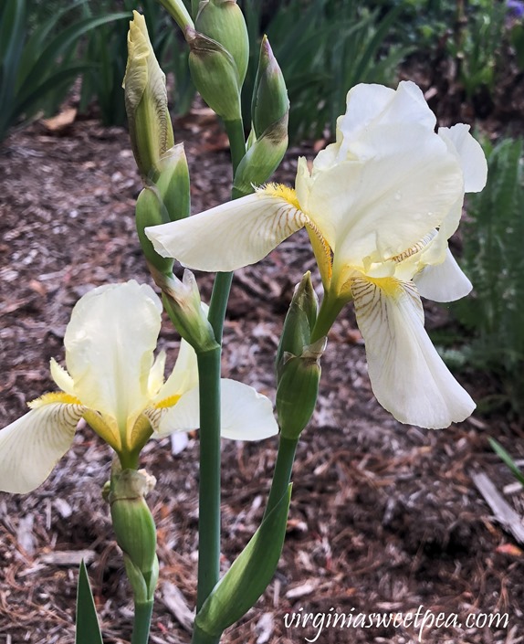 Yellow Iris in bloom in a Virginia garden. #Iris #springflowers #flowers