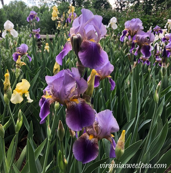 Purple Iris in bloom in a Virginia garden. #Iris #springflowers #flowers