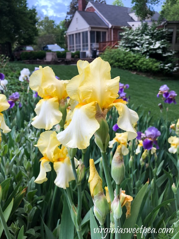 Yellow Iris in bloom in a Virginia garden. #Iris #springflowers #flowers