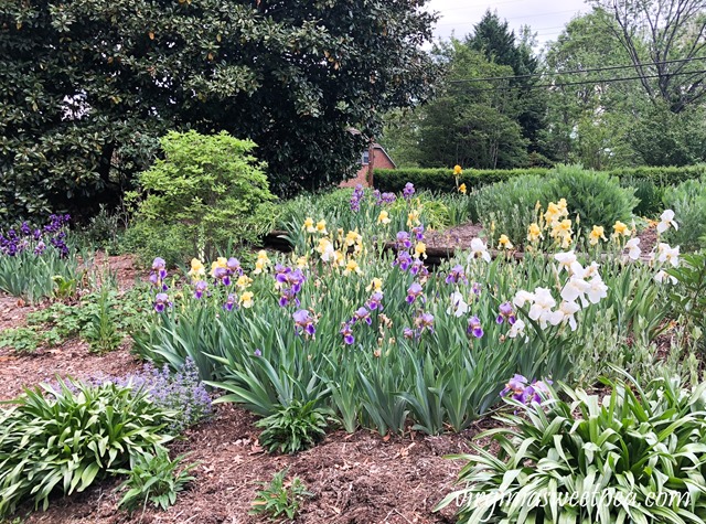 Purple Iris and Foxgloves in bloom in a Virginia garden. #Iris #springflowers #flowers