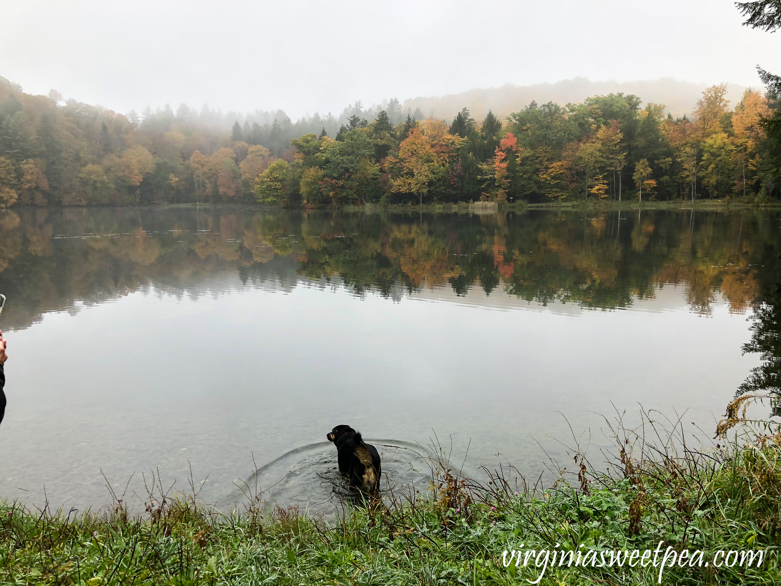 Sherman Skulina enjoying Mount Tom in Woodstock, Vermont. #shermanskulina #fall #fallinvermont #vermont #woodstockvermont