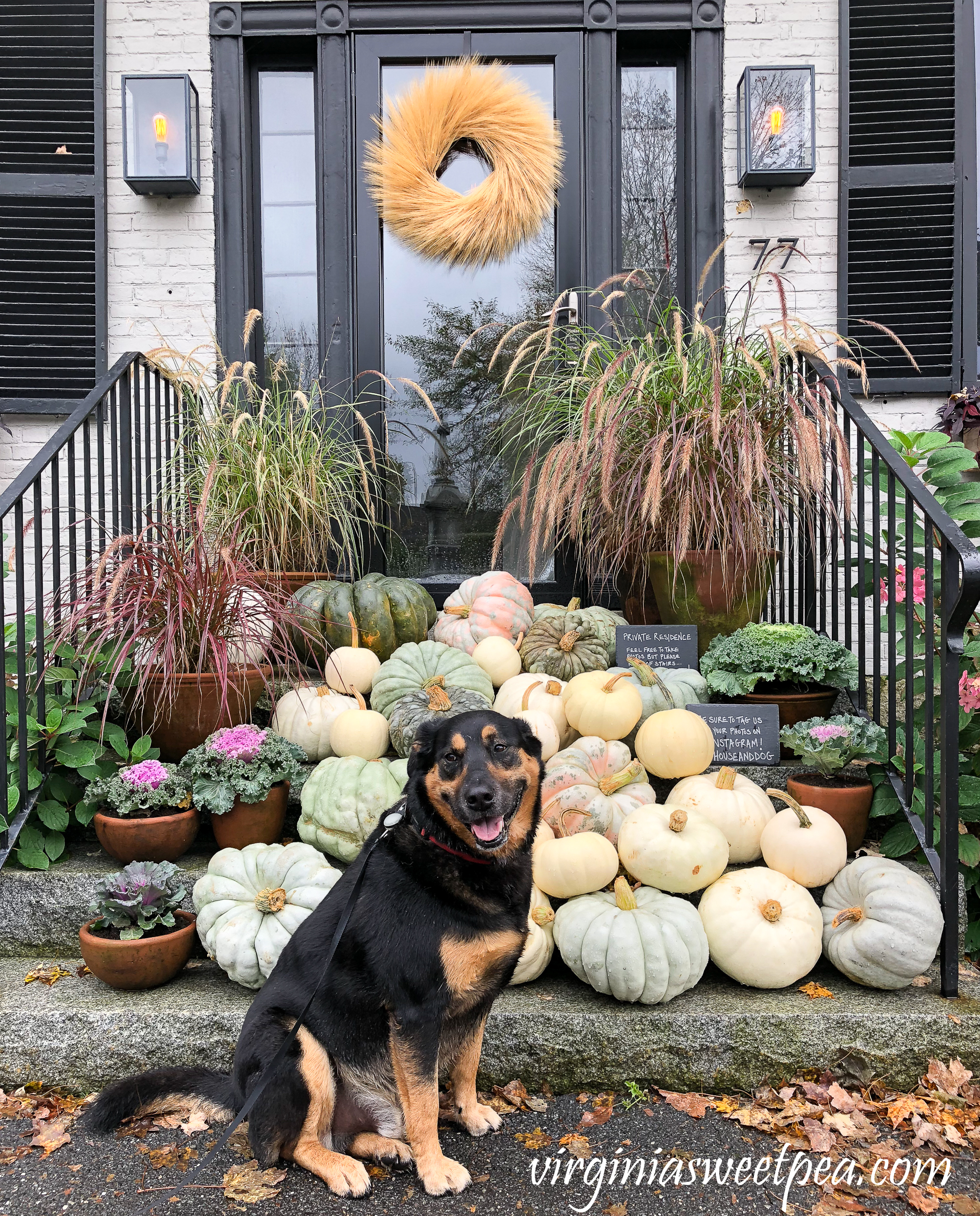 Sherman Skulina enjoying Vermont in Fall #shermanskulina #vermont #vermontfall