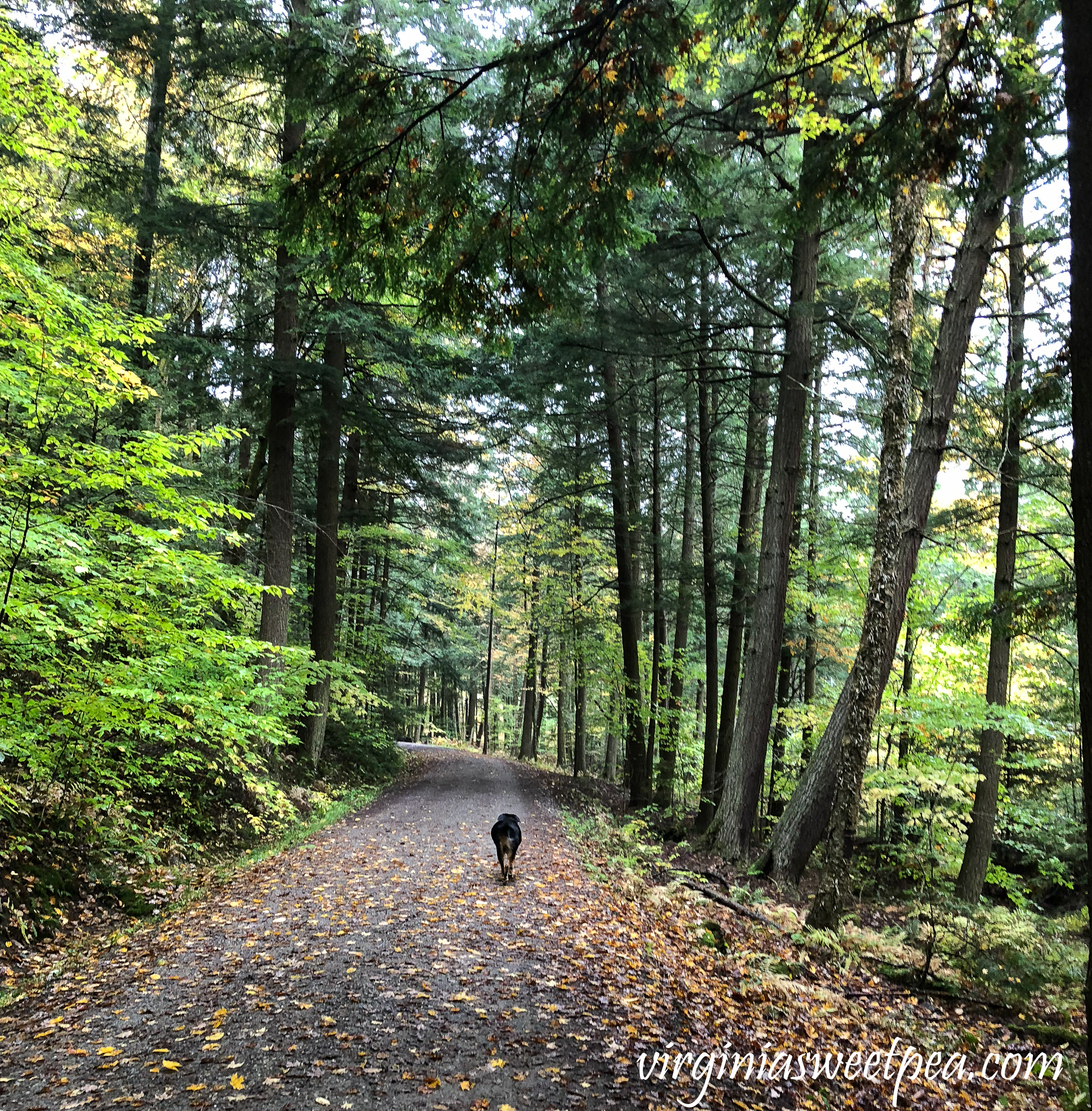 Sherman Skulina enjoying Mount Tom in Woodstock, Vermont. #shermanskulina #fall #fallinvermont #vermont #woodstockvermont