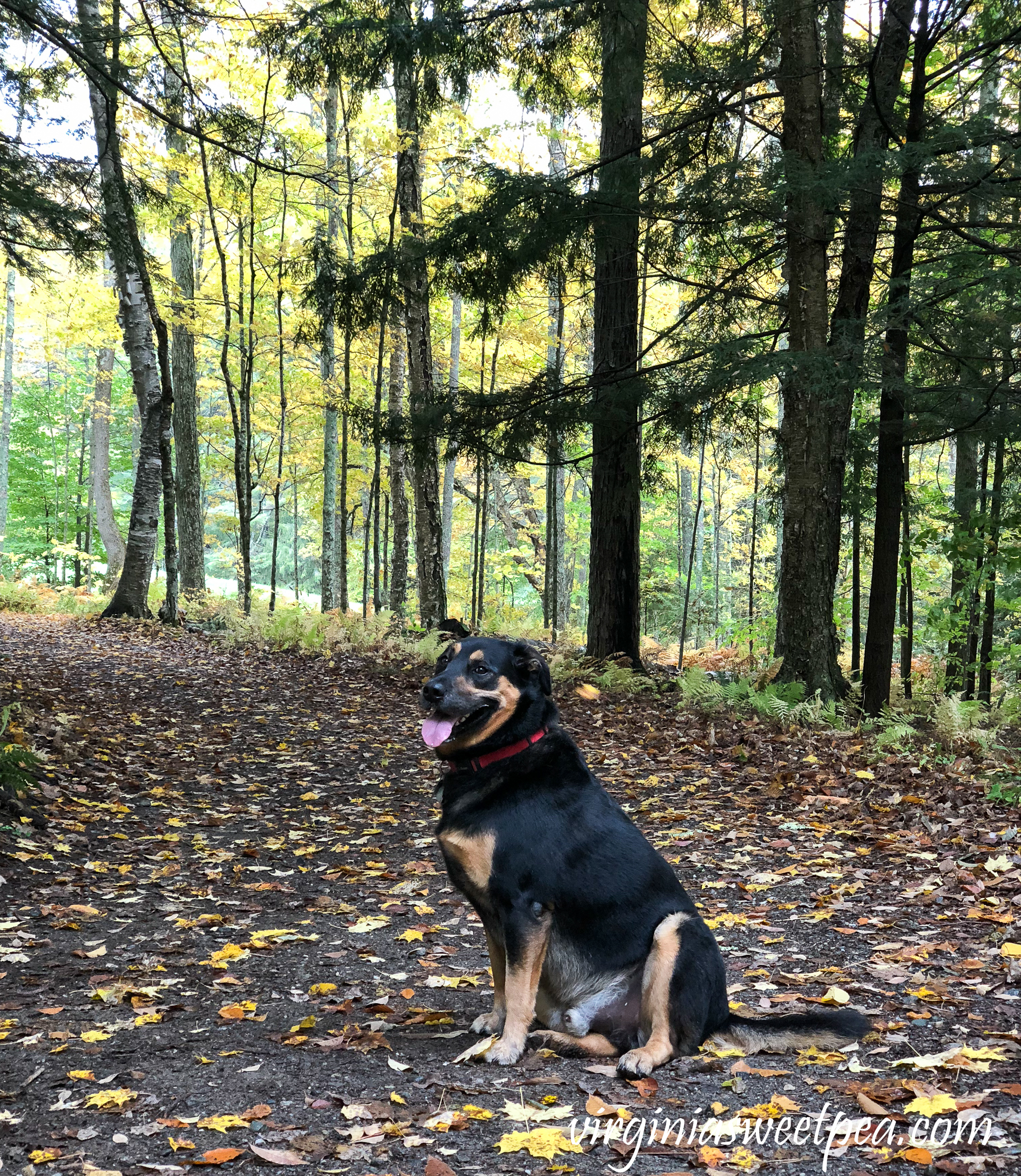 Sherman Skulina enjoying Mount Tom in Woodstock, Vermont. #shermanskulina #fall #fallinvermont #vermont #woodstockvermont