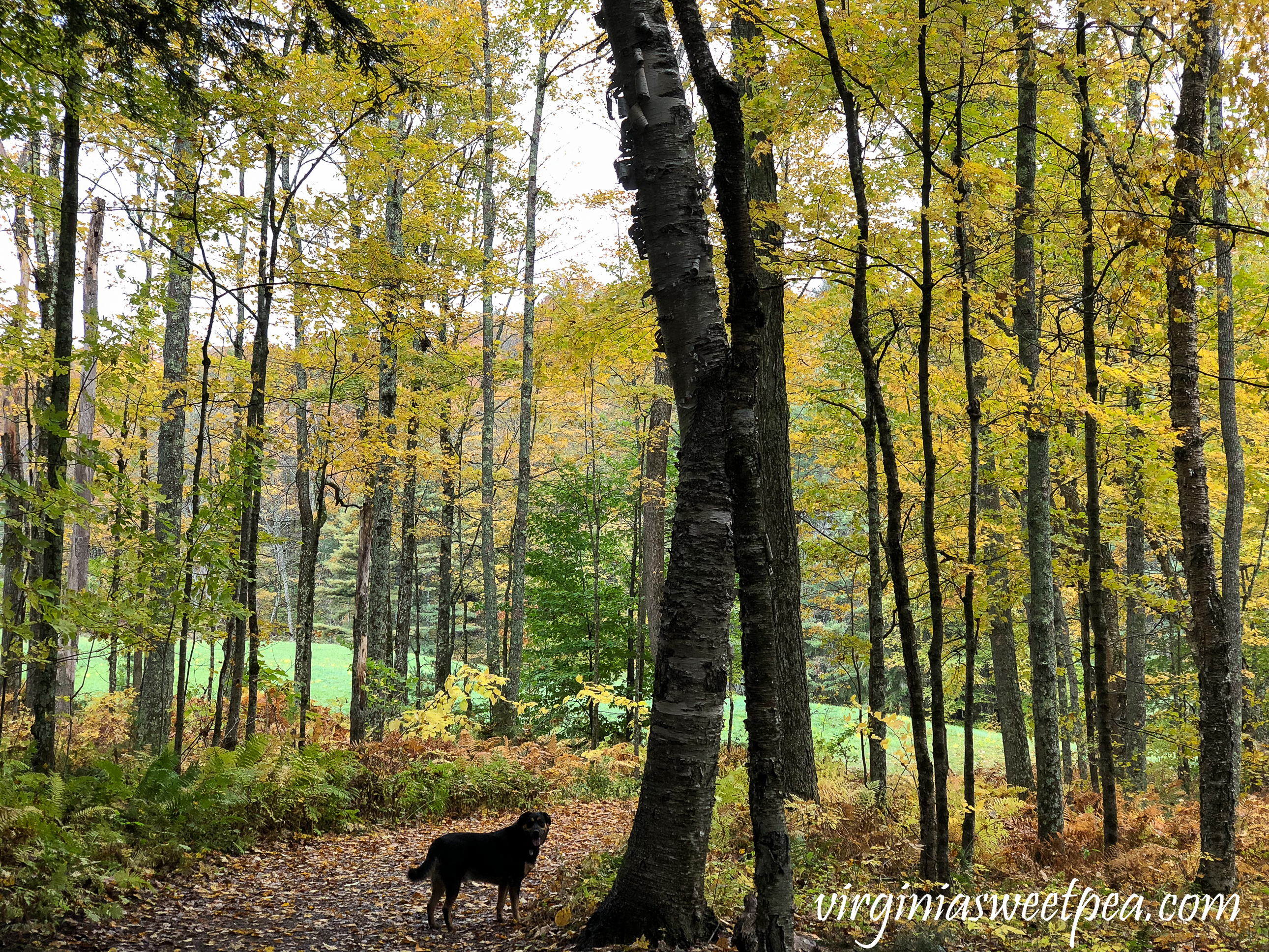 Sherman Skulina enjoying Mount Tom in Woodstock, Vermont. #shermanskulina #fall #fallinvermont #vermont #woodstockvermont