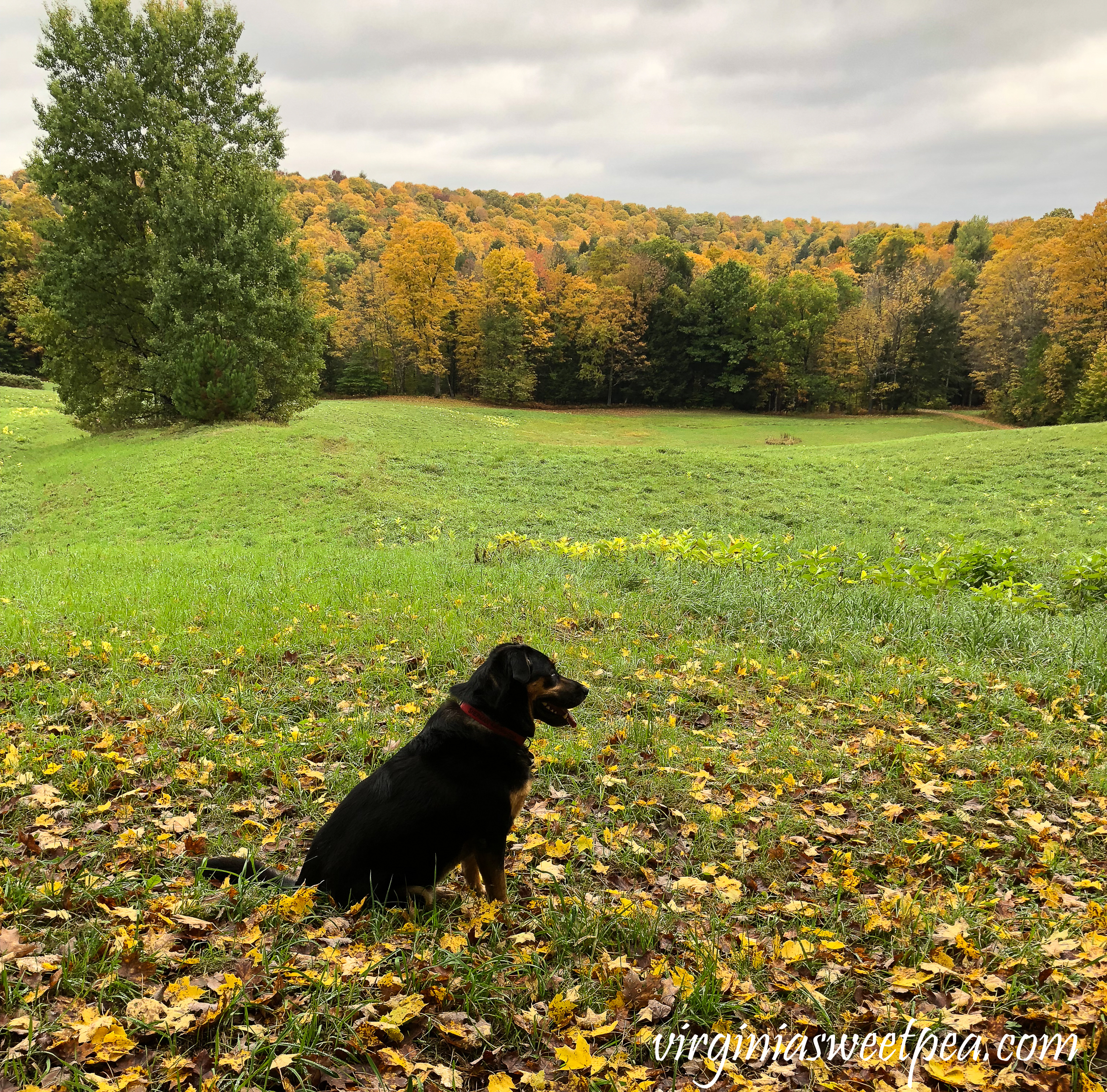 Sherman Skulina hiking on Mount Tom in Woodstock, Vermont. #shermanskulina #fall #fallinvermont #vermont #woodstockvermont