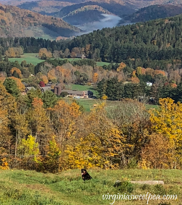 Sherman Skulina enjoying the view on the top of Mount Peg in Woodstock, Vermont. #shermanskulina #fall #fallinvermont #vermont