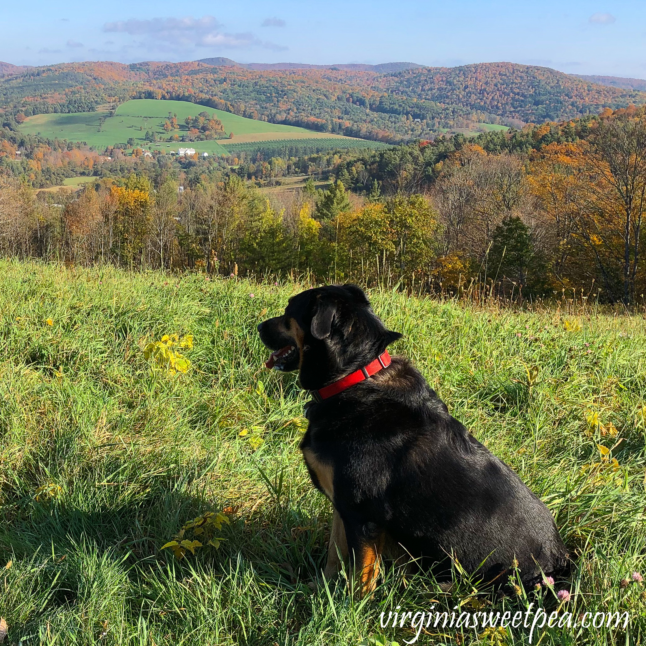 Sherman Skulina enjoying the view on the top of Mount Peg in Woodstock, Vermont. #shermanskulina #fall #fallinvermont #vermont