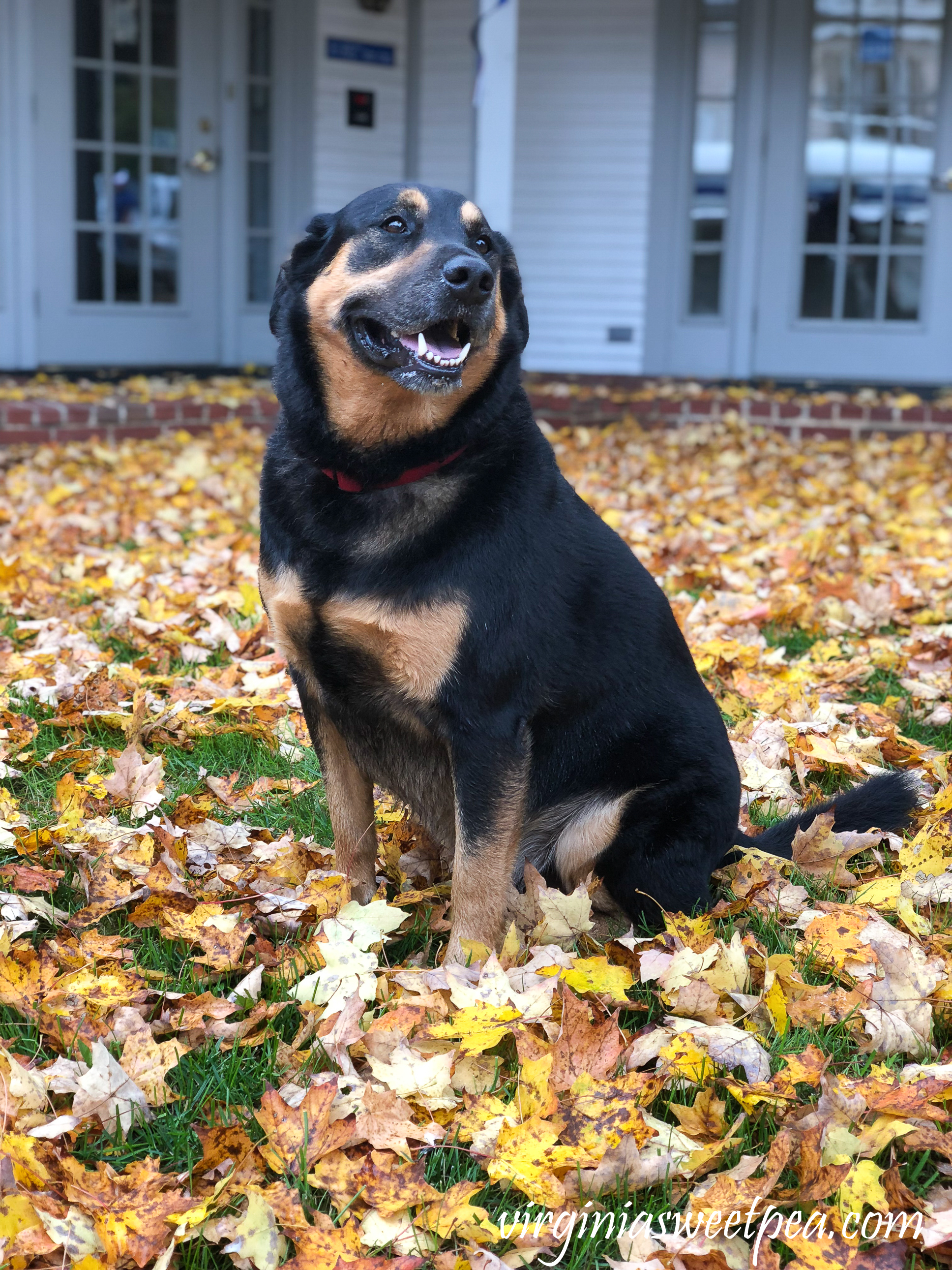 Sherman Skulina enjoying Vermont in Fall #shermanskulina #vermont #vermontfall