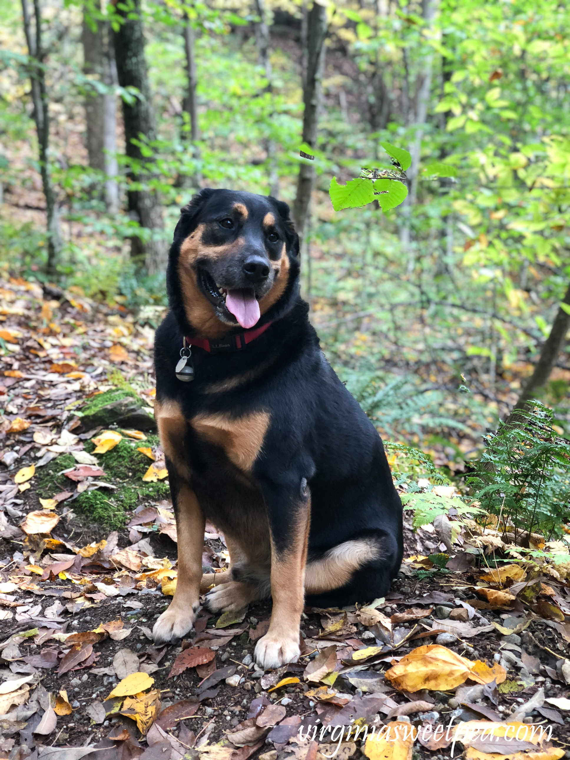 Sherman Skulina hiking on Mount Tom in Woodstock, Vermont. #shermanskulina #fall #fallinvermont #vermont #woodstockvermont