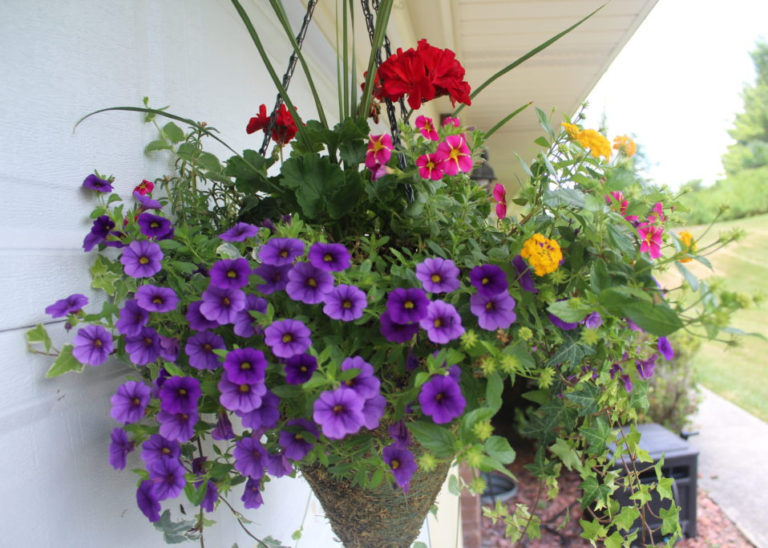 Hanging basket planted with summer annual plants.