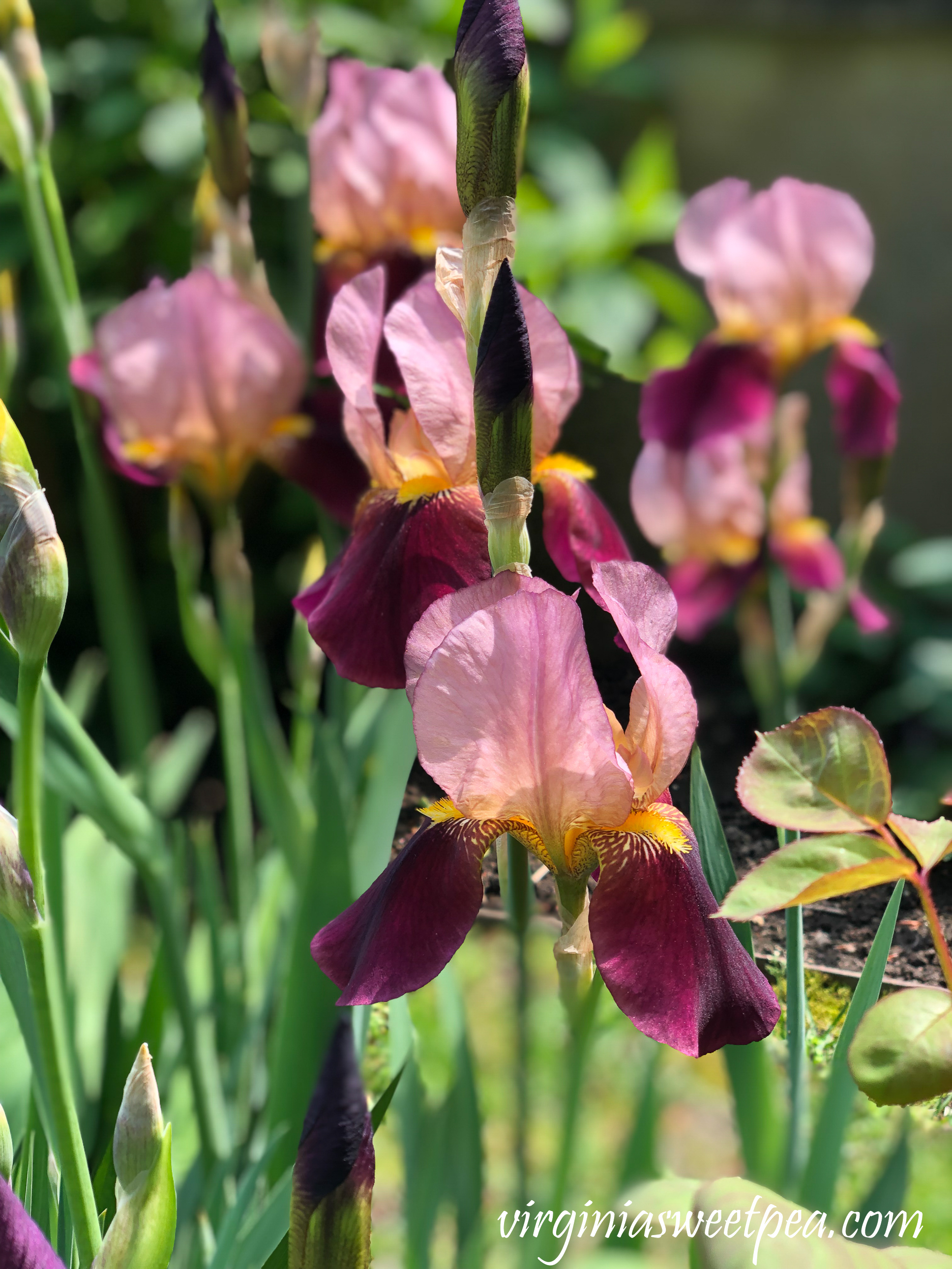 Iris in Newport, RI