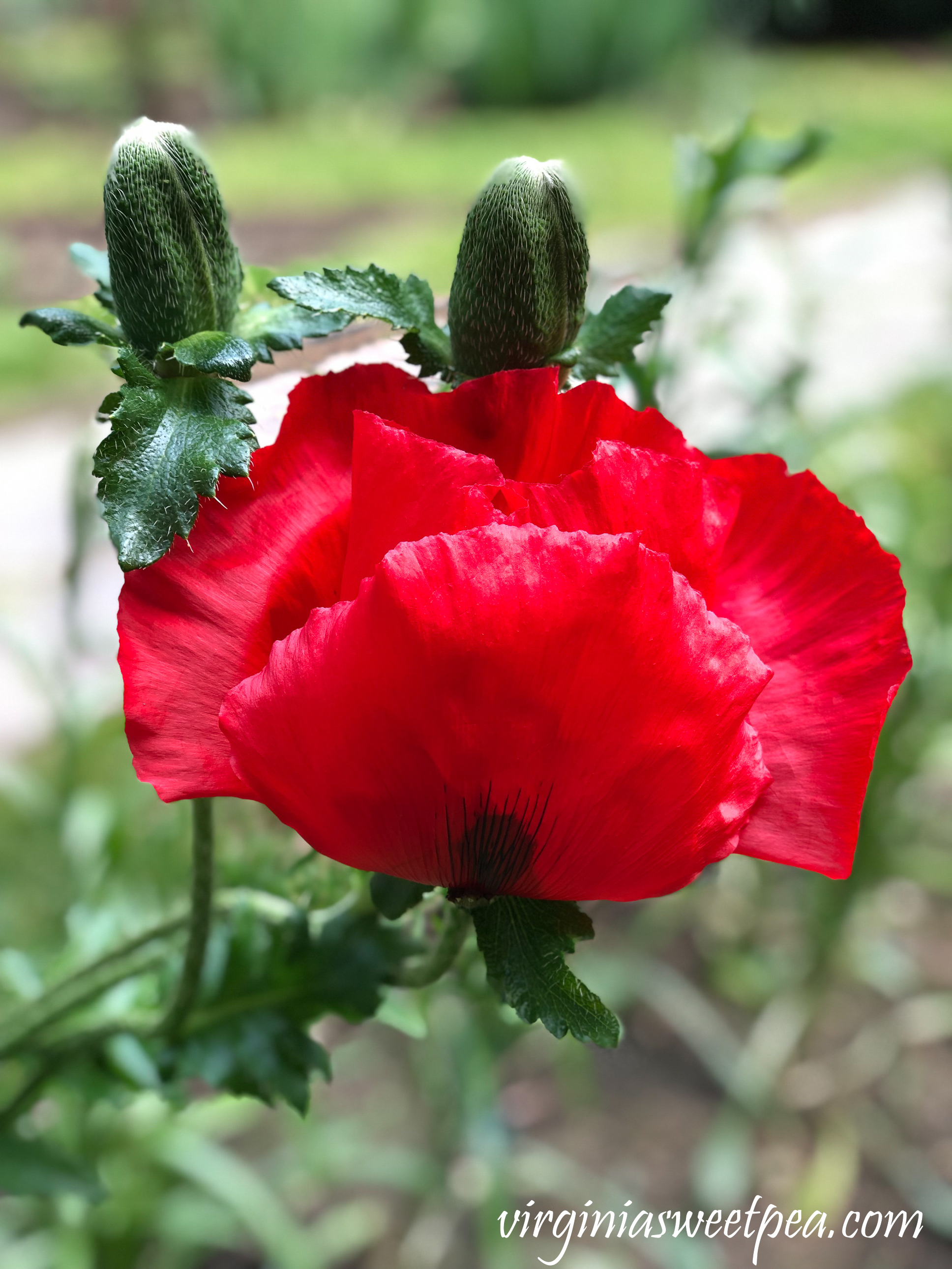 Poppy in Newport, RI