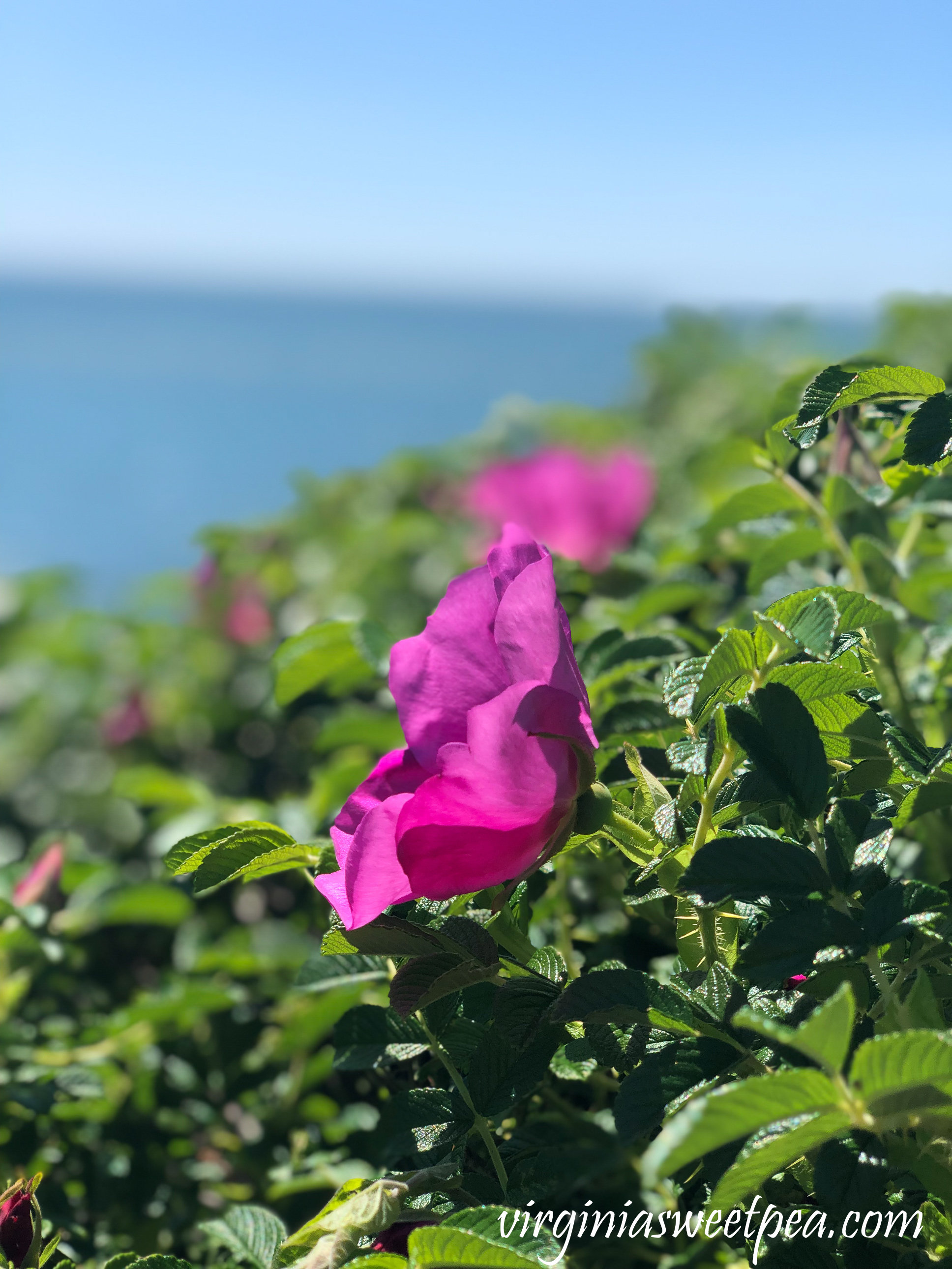 Wild roses blooming on the Cliff Walk in Newport, RI