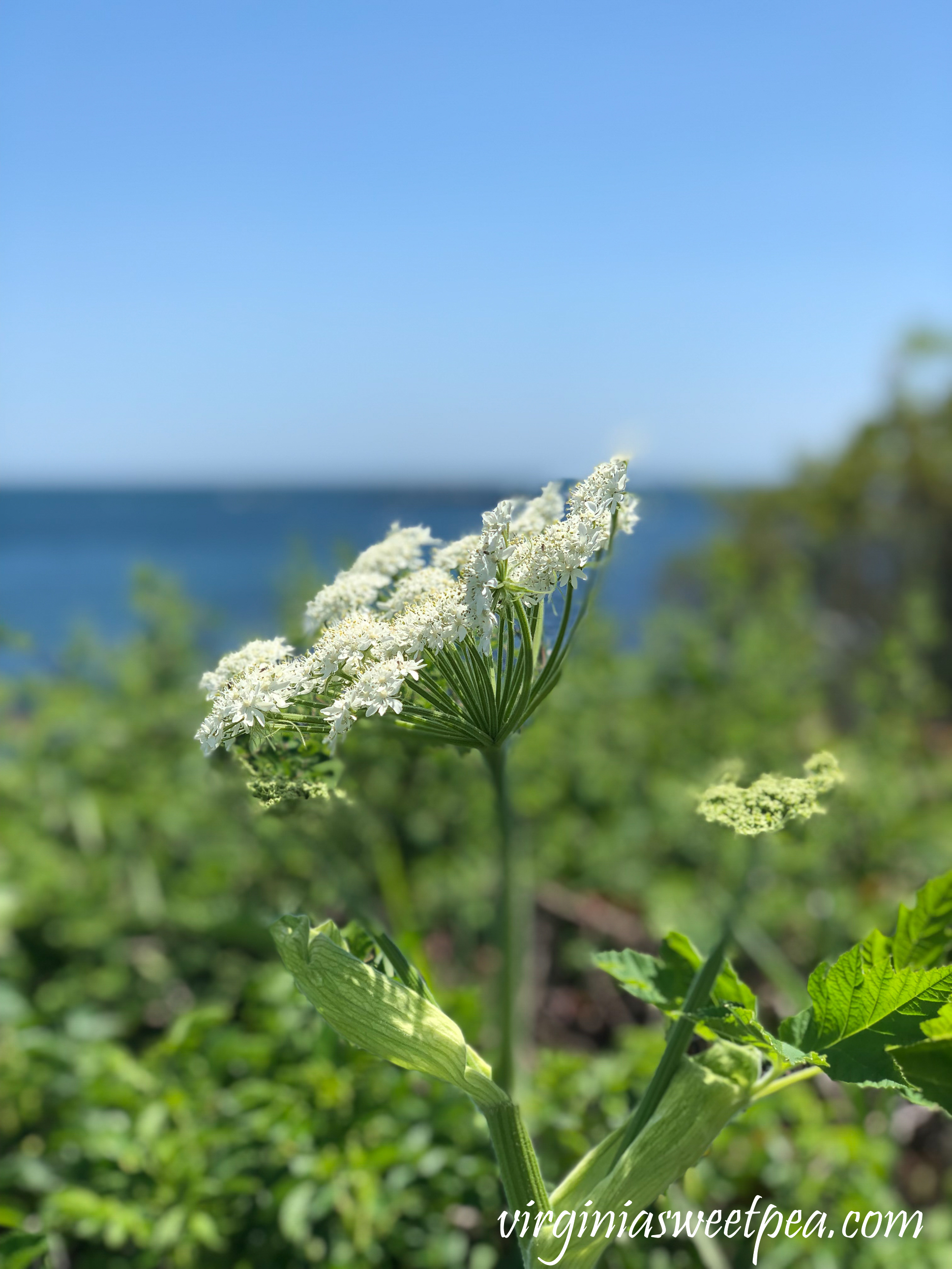 Flowering plant on the Cliff Walk in Newport, RI