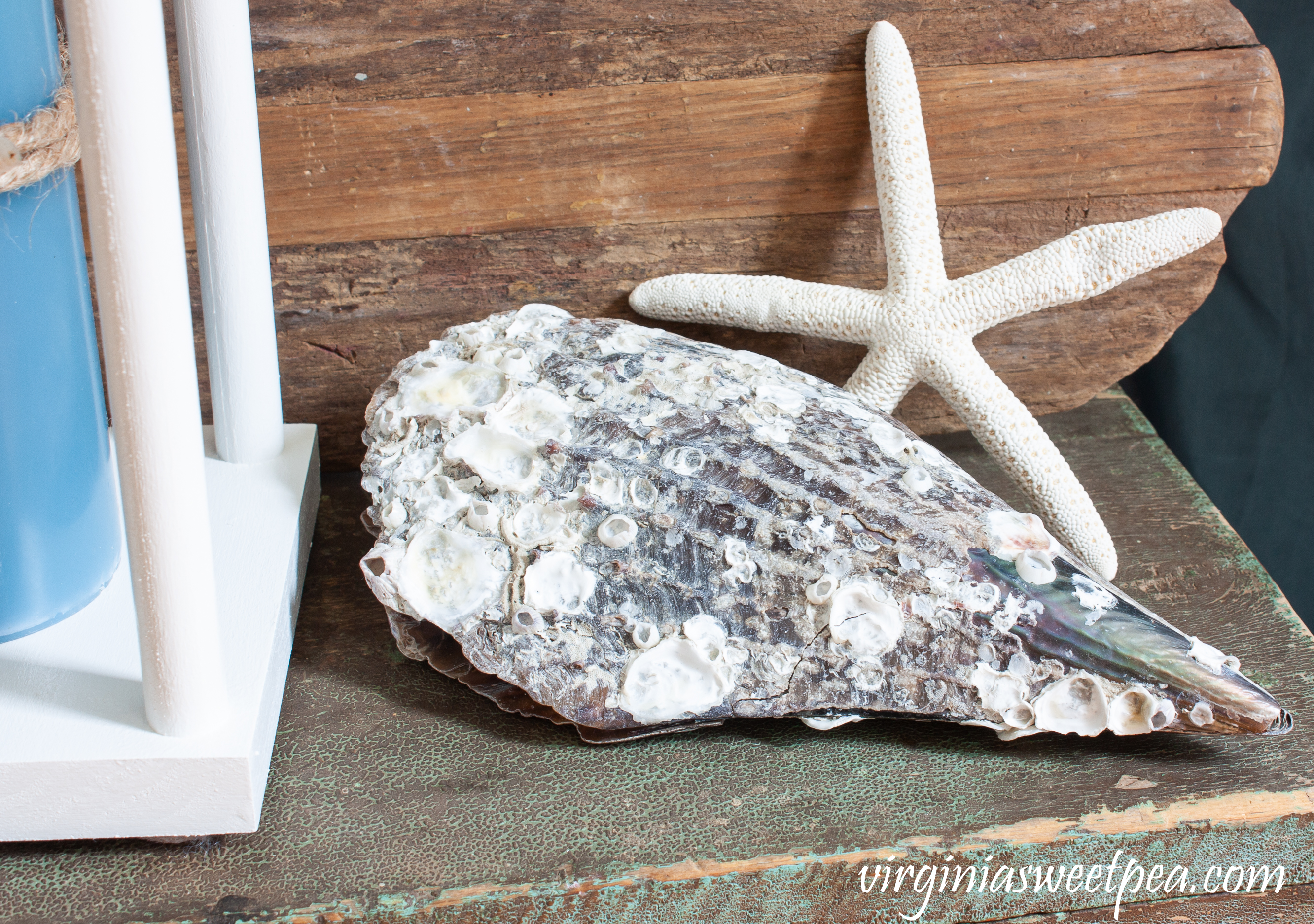 Bivalve mollusk shell and a starfish 