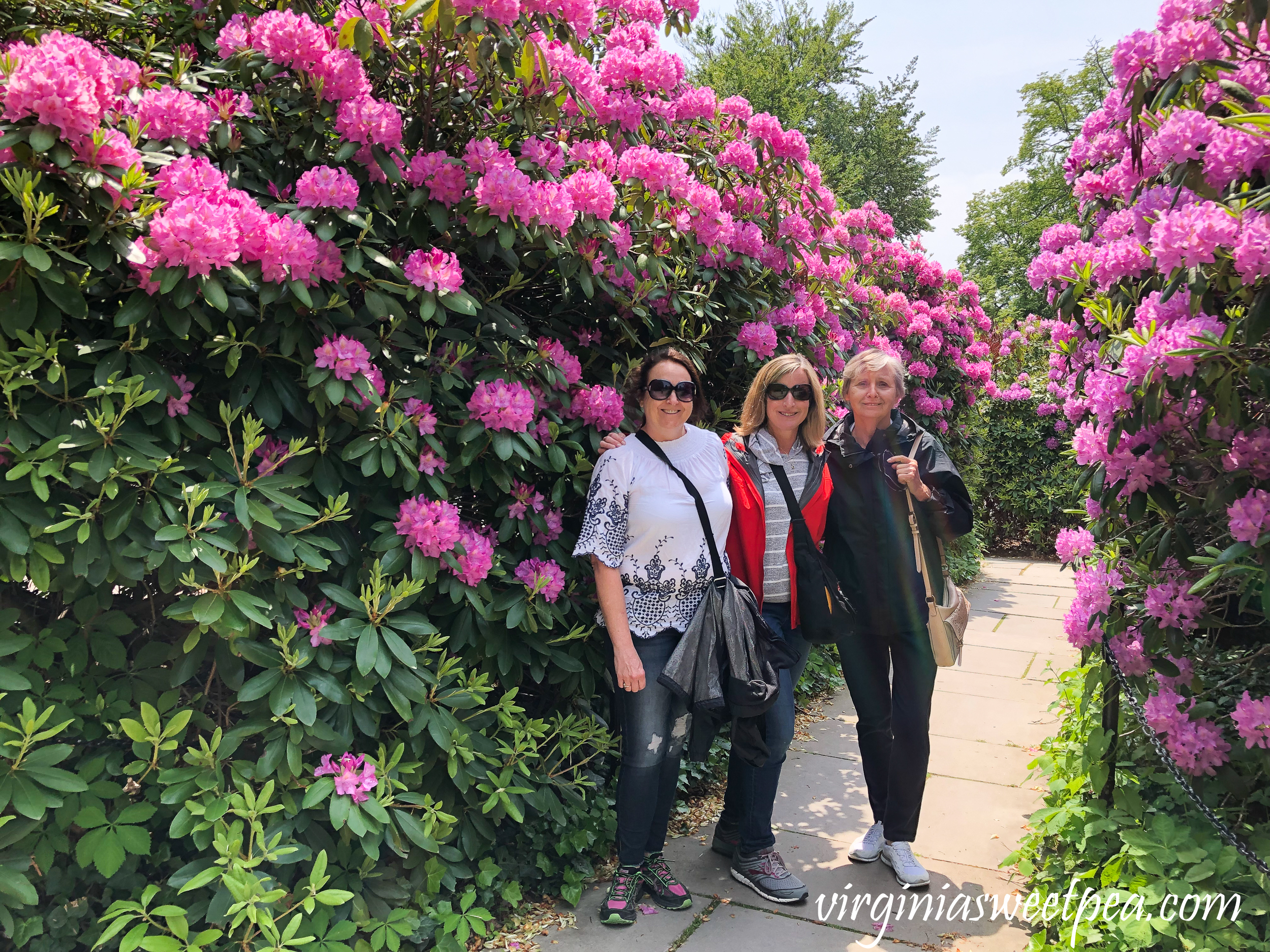 Rhododendrons around The Elms in Newport, Rhode Island