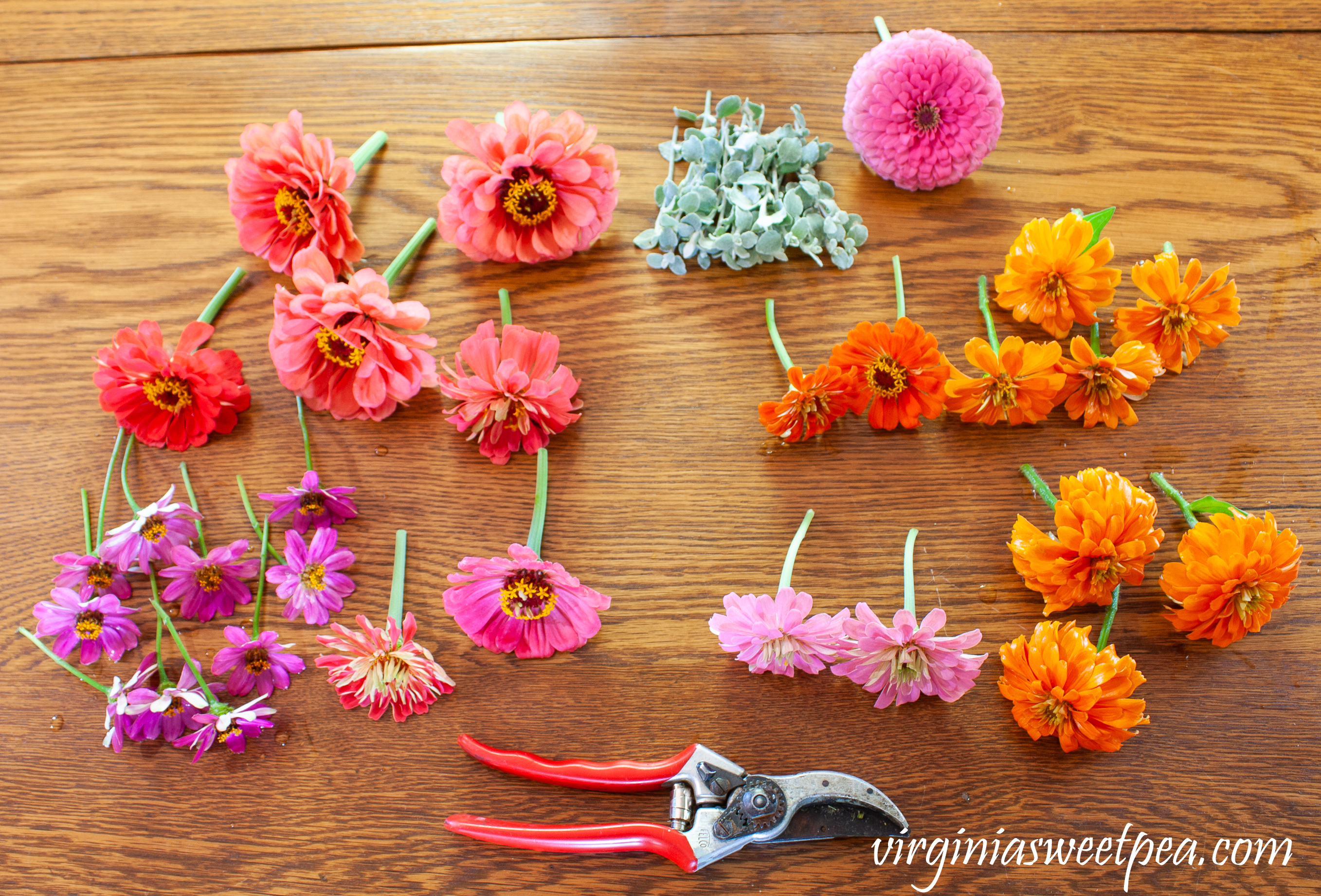 Cut Zinnias to use for an easy summer table centerpiece.