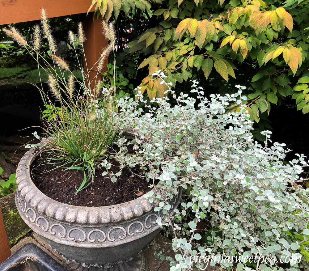 Replacing summer annuals with fall plants in outdoor pots.