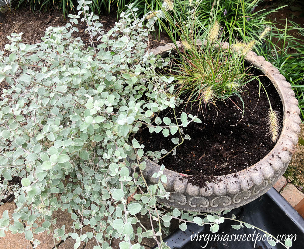 Replacing summer annuals with fall plants in outdoor pots.