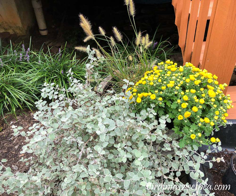 Fall planting in an outdoor contain including fountain grass, mum, and licorice plant.