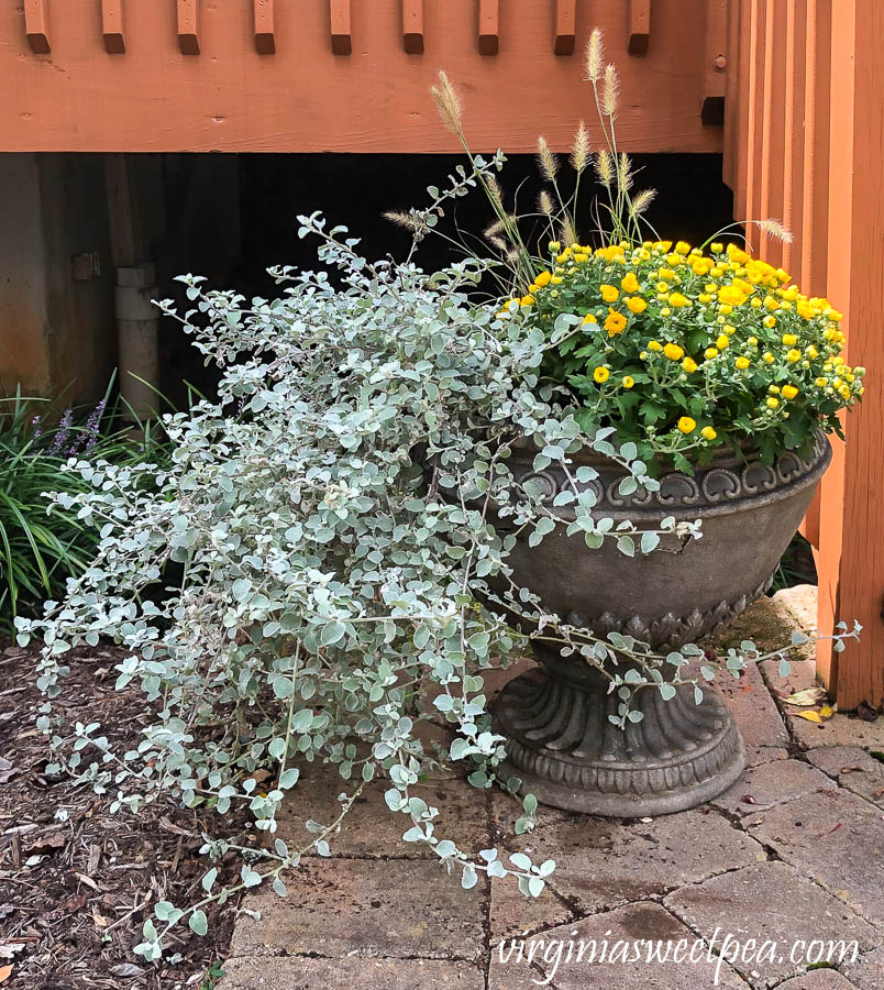 Fall planting in an outdoor contain including fountain grass, mum, and licorice plant.