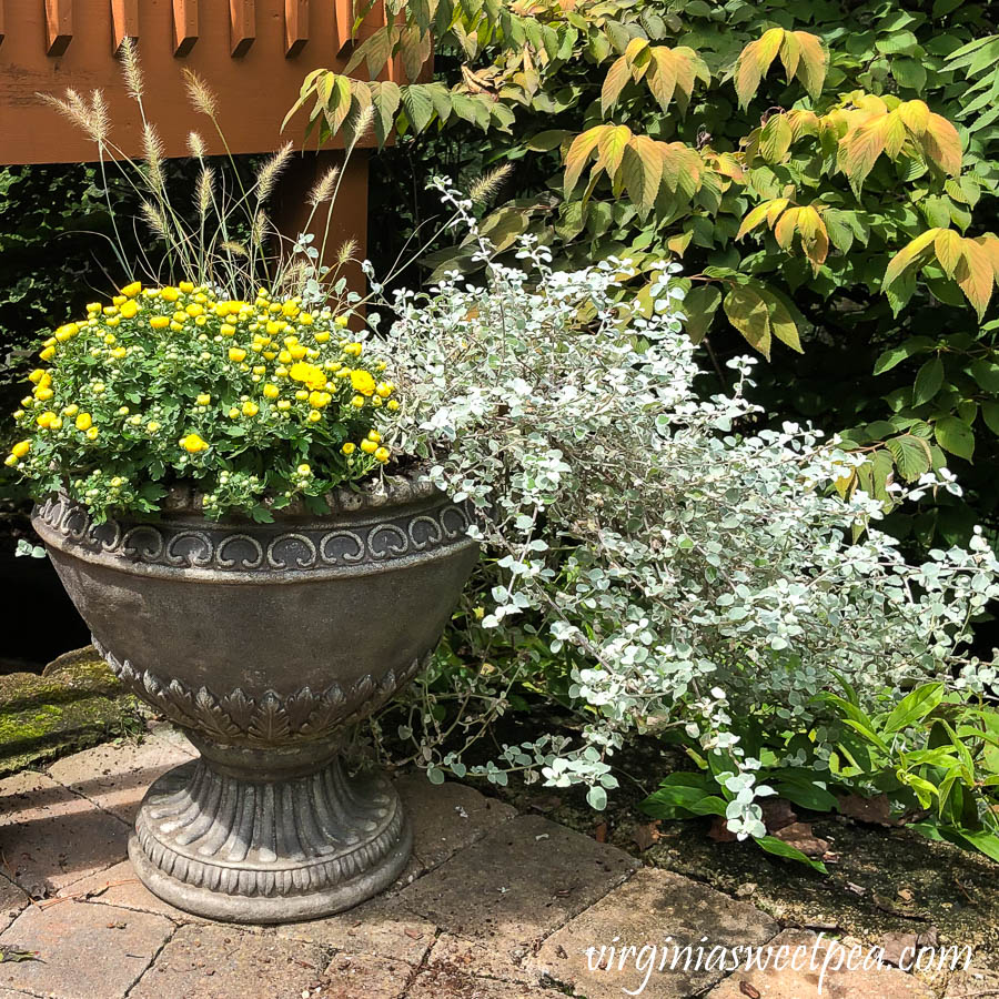 Fall planting in an outdoor contain including fountain grass, mum, and licorice plant.