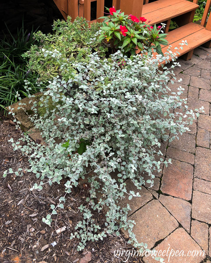 Pot planted with summer annuals that are tired and ready to be replaced for fall.